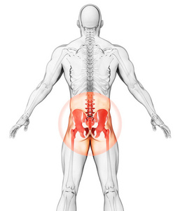 3d 插画 髋关节痛骨骼 x 射线 医疗概念