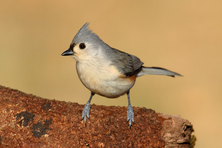 在树桩上 titmouse