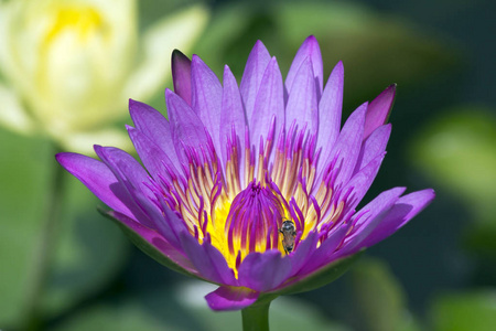 莲花 莲花在中国种植了7000多年 莲花是简单的 双倍的红色 白色 绿色和丁香 在已知的90种莲花 中 一半以上在中国生长 照片 正版商用图片13ryl5 摄图新视界