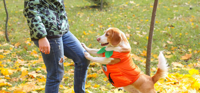 小猎犬在秋季公园的南瓜服装, 万圣节