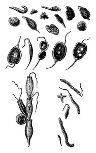 Prostistes 动物和植物之间的中间, 复古雕刻插图。地球在人之前1886