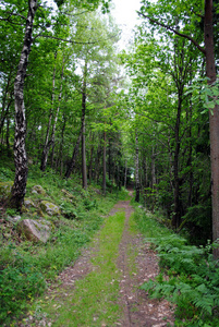 通过挪威木材的足迹