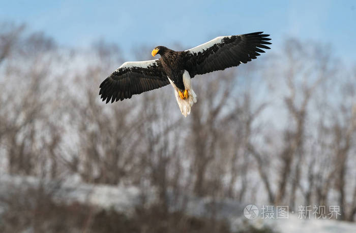 成人 steller 的海鹰在飞行在冬天山背景。科学名称 haliaeetus pelagicus。自然栖息地。冬季