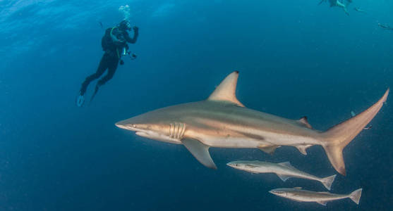 图片显示南非黑鳍礁鲨