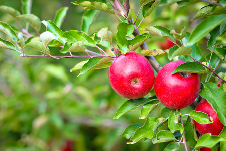 树枝上的红苹果挂在树枝上的红苹果照片