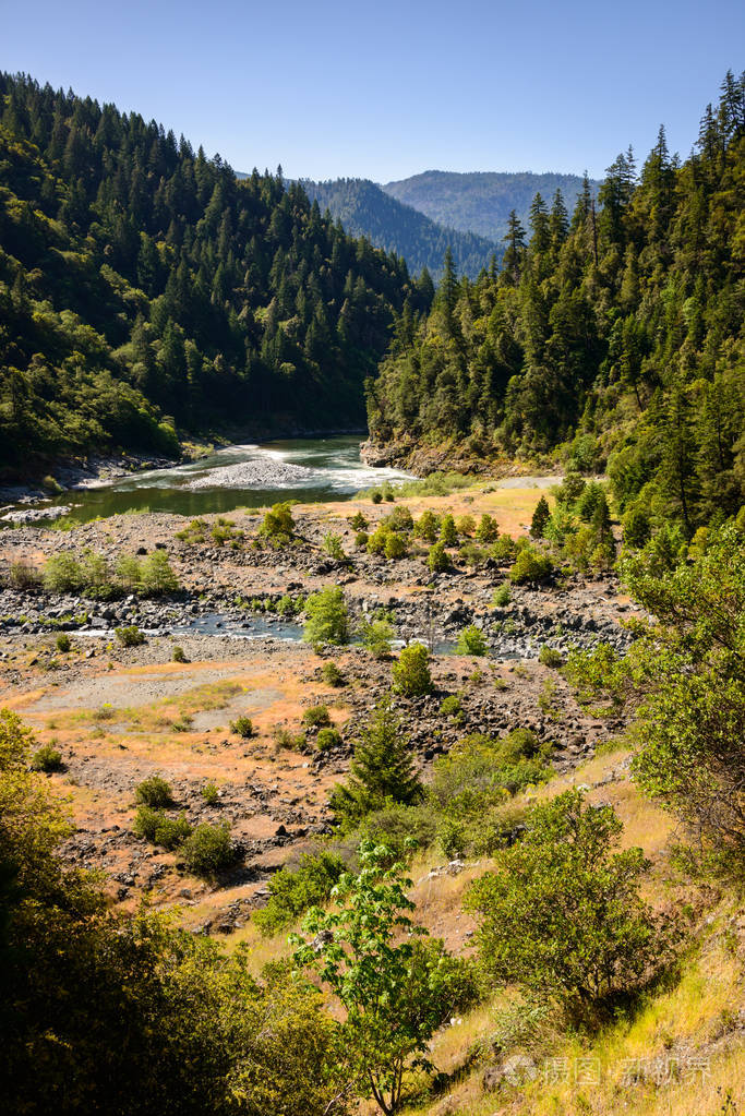 古森林, 黄松松树