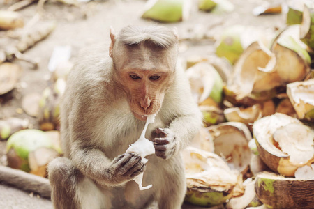 在印度泰米尔纳德邦 Tiruvannamalai, rhesus macaque 小猴子在 arunachala ashram 