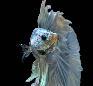 暹罗斗鱼斗蓝鱼, Betta 芨芨草, Betta 鱼, 半月湾 Betta