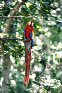 红色, 蓝色, 黄色的鹦鹉在户外。鹦鹉。美丽可爱滑稽的红色, 蓝色, 黄色羽毛的鸟在绿色自然背景下的鹦鹉户外