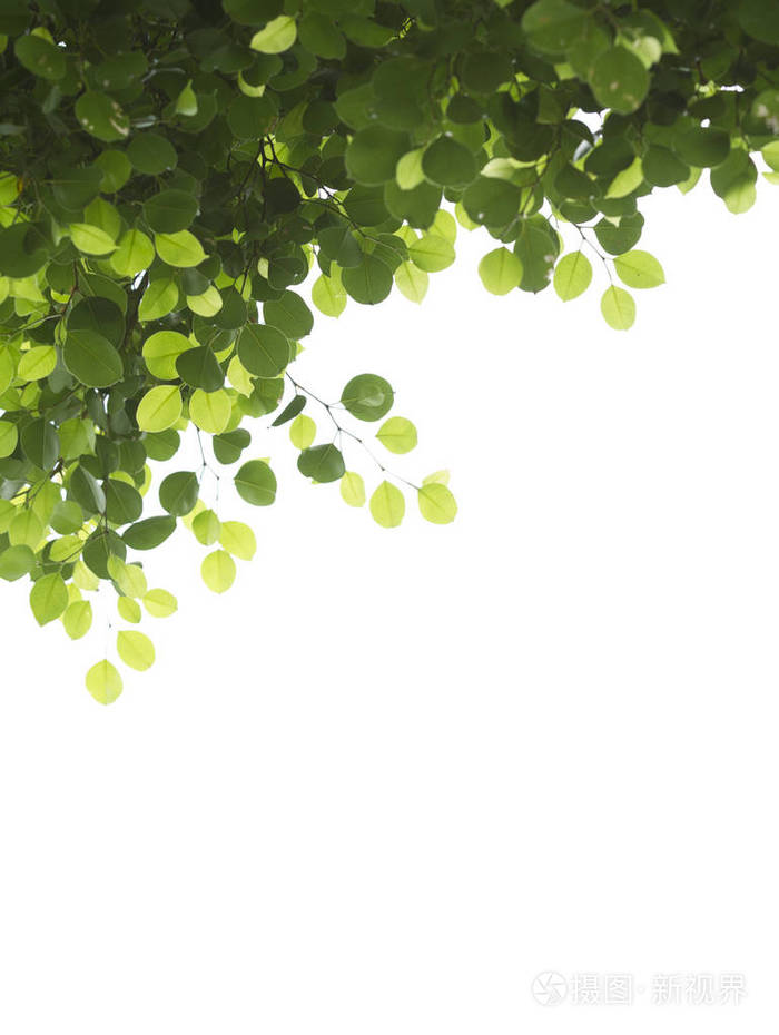白色背景上有树枝隔开的绿叶