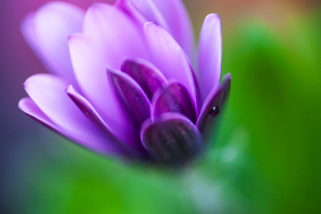 紫色的小花的 osteospermum