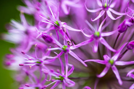 盛开的观赏洋葱allium