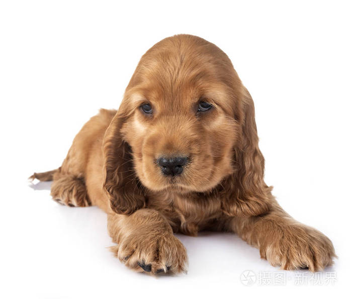 小狗可卡犬在白色背景前照片 正版商用图片097yx7 摄图新视界