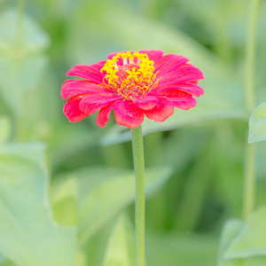 美丽的粉红色花