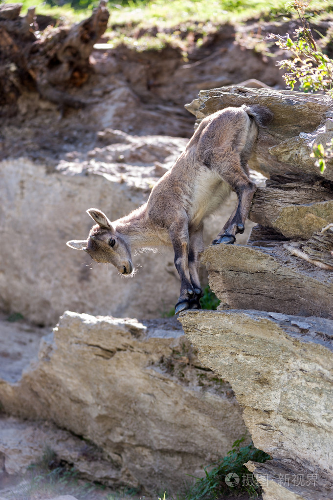 年轻的野山羊
