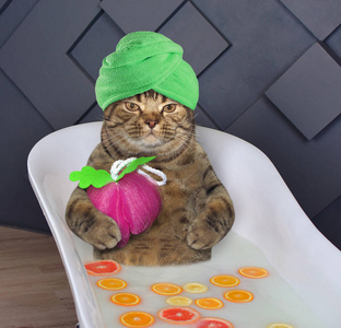 牛奶猫图片