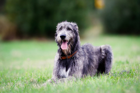 坐在苏格兰猎狼犬