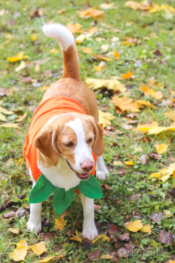 小猎犬在秋季公园的南瓜服装, 万圣节