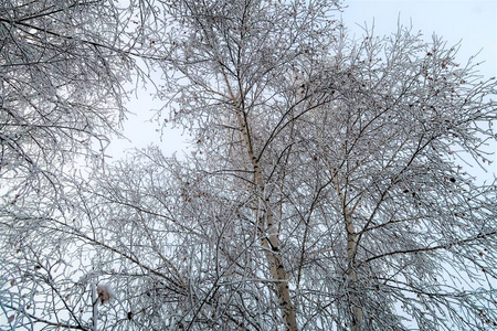 覆盖着雪的白桦树枝