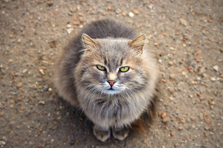 野生的, 野生的猫与绿色的眼睛看着你