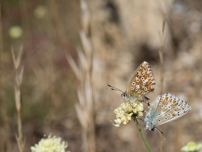 chalkhill 蓝 Polyommatus coridon 蝴蝶在盛开的花朵上