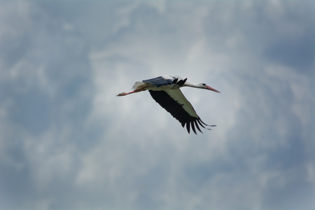 鹳飞翔在天空