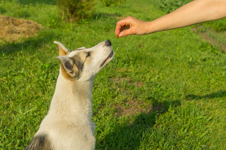 主喂养幼犬同时训练简单命令