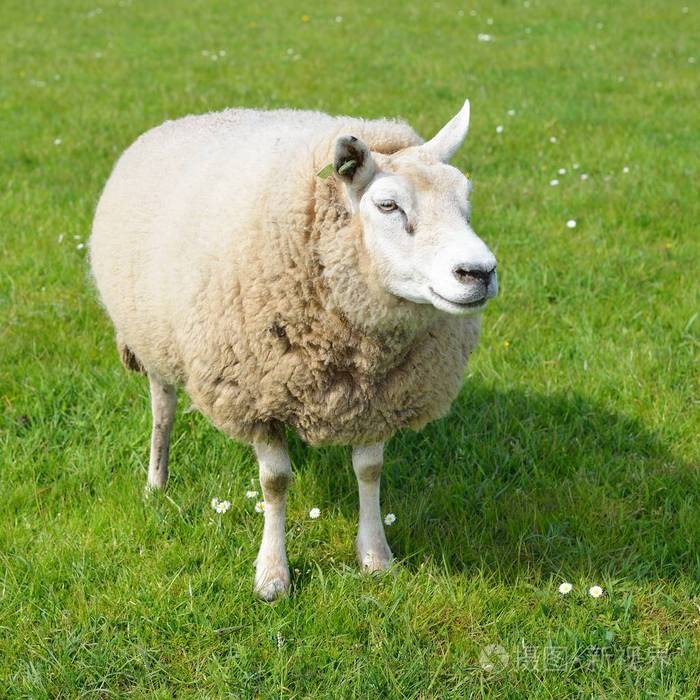 羊在荷兰的绿色领域