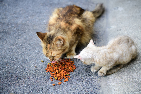 猫吃得很开心。