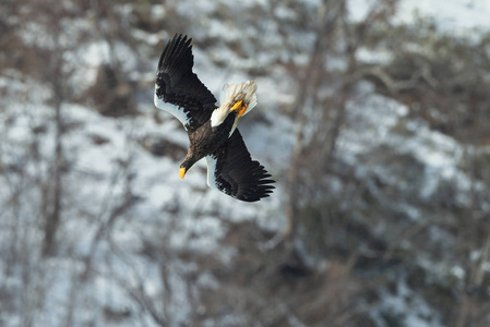 成人 steller 的海鹰在飞行在冬天山背景。科学名称 haliaeetus pelagicus。自然栖息地。冬季