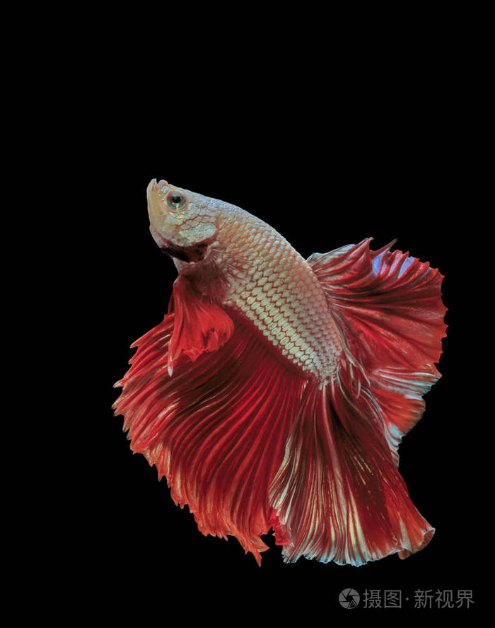 暹罗斗鱼, 红鱼, 黑底 betta 芨芨草, betta 鱼, 半月湾 betta