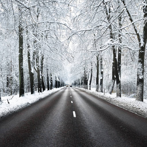 巷子里的雪覆盖树木和道路在 11 月。在拉脱维亚首都里加的冬季仙境
