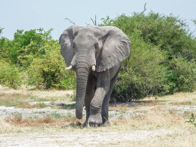 非洲象在自然栖所, 热带风景, 大草原, 博茨瓦纳