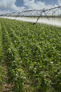玉米场和灌溉系统
