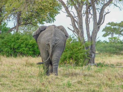 非洲大象在自然栖所, 后面看法热带风景, 大草原, 博茨瓦纳