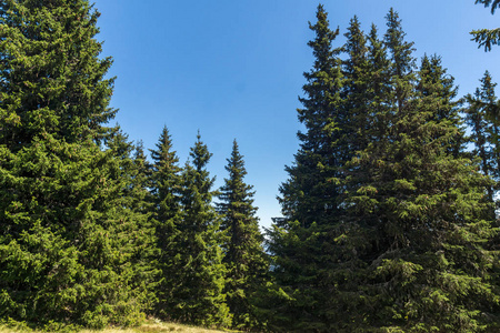 保加利亚斯莫梁地区 Pamporovo Snezhanka 峰和滑雪胜地附近的 Rhodope 山脉令人惊叹的夏季景观