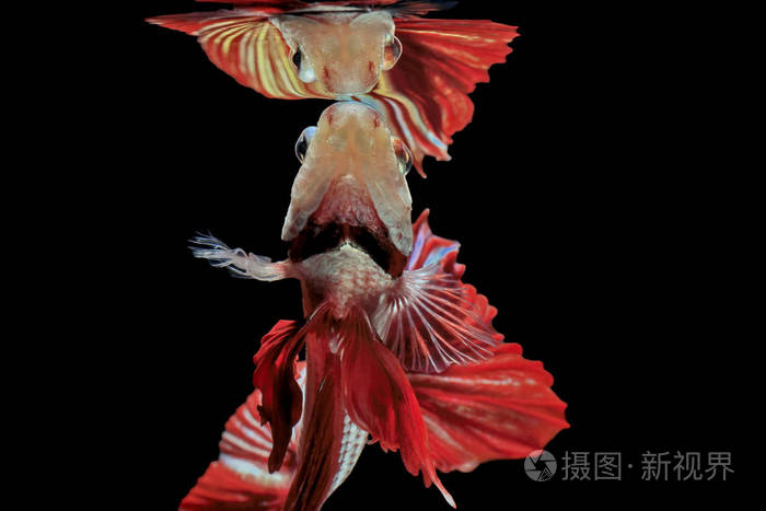 暹罗斗鱼, 红鱼, 黑底 Betta 芨芨草, Betta 鱼, 半月湾 Betta