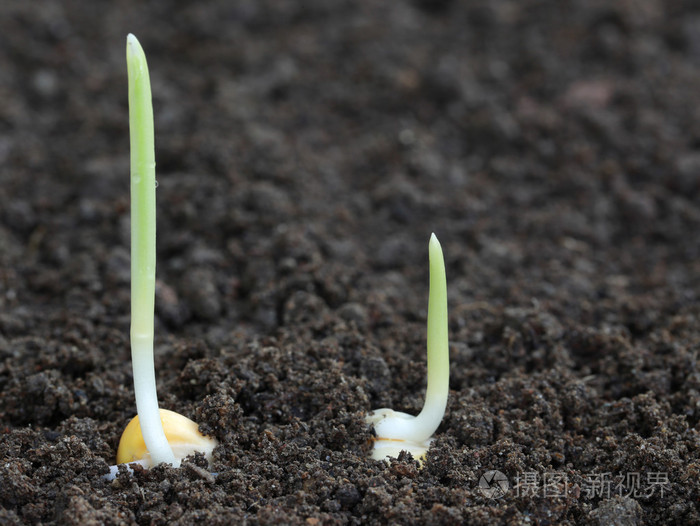 玉米芽萌发