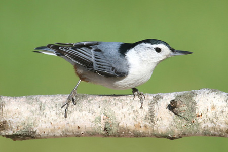 鳾白桦树上