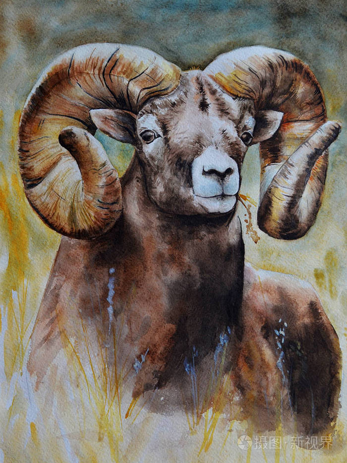 一只棕色的大雄性公羊有陡峭的大角向前看逼真的水彩画棕色颜色的色调