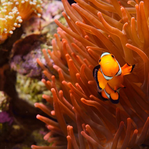 海洋水族馆园丁公子小丑