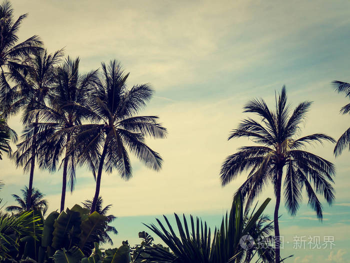 美丽的热带椰子棕榈树在蓝天背景下