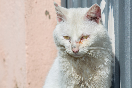 生病只白色的猫图片