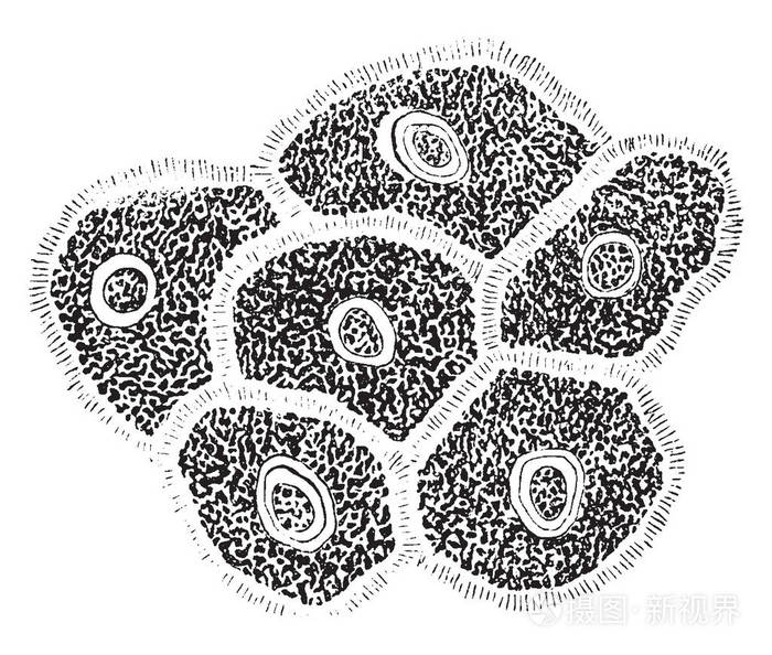 路面上皮中层的锯齿状细胞,复古线图或雕刻插图插画-正版商用图片098