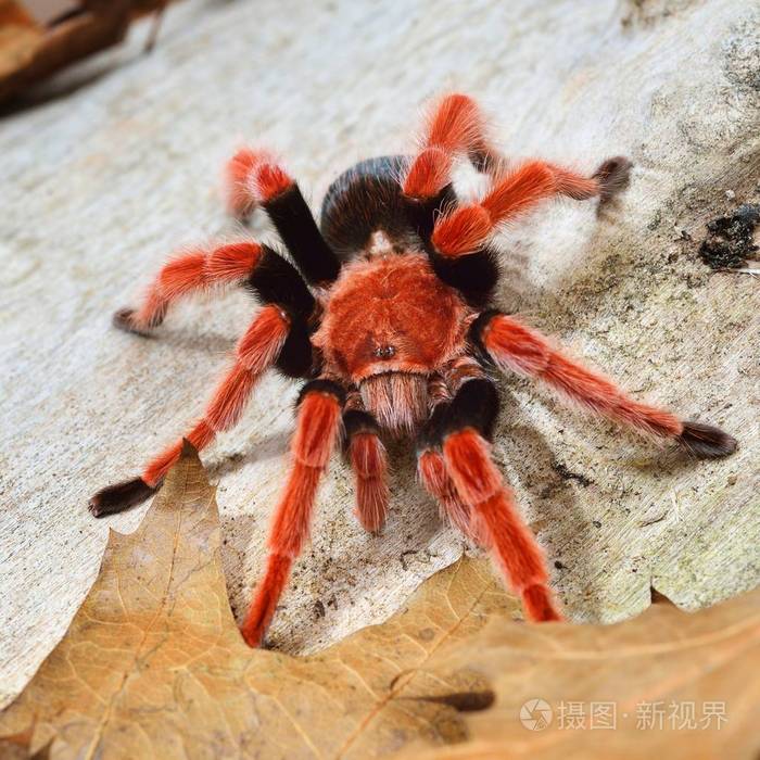 birdeater 蜘蛛蛛 brachypelma boehmei 在天然林环境中.