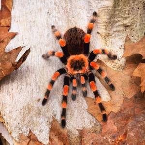 Birdeater 蜘蛛蛛 Brachypelma smithi 在天然林环境中。明亮的橙色五颜六色的巨型蜘蛛