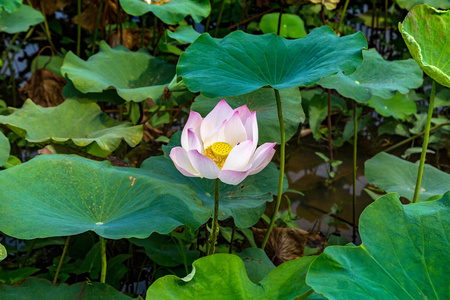 夏日美丽的莲花场