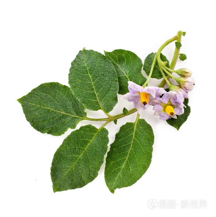 美束鲜花马铃薯叶