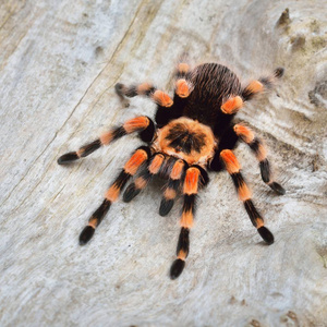 Birdeater 蜘蛛蛛 Brachypelma smithi 在天然林环境中。明亮的橙色五颜六色的巨型蜘蛛