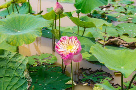 夏日美丽的莲花场